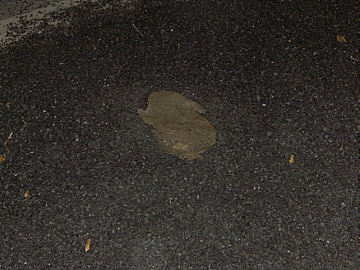 071028_kanin_night2.jpg (76478 Byte)