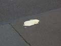 080621_kaninchenfeld_2_detail1