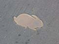 080621_kaninchenfeld_2_detail2