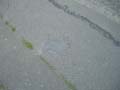 080621_kaninchenfeld_2_detail6