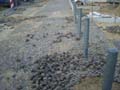 080722_kaninchenfeld_baustelle11