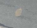 080722_kaninchenfeld_baustelle19