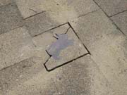 080727_versuchter_kaninchenraub_3