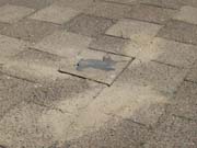 080727_versuchter_kaninchenraub_7