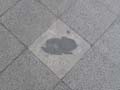 090429_Kaninchenfeld_01