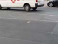 090429_Kaninchenfeld_31
